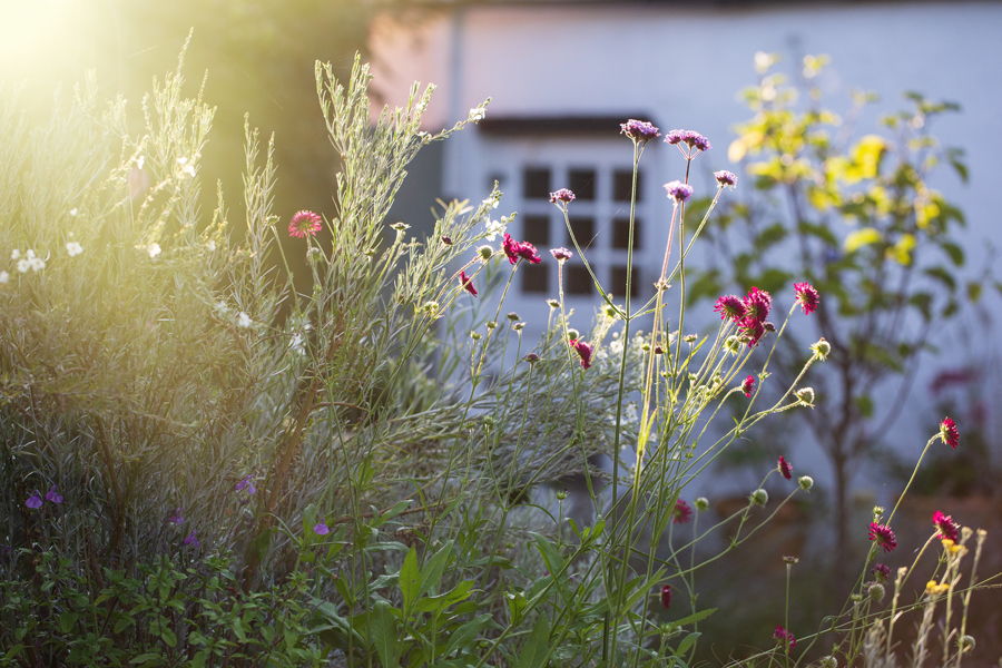 cottage garden